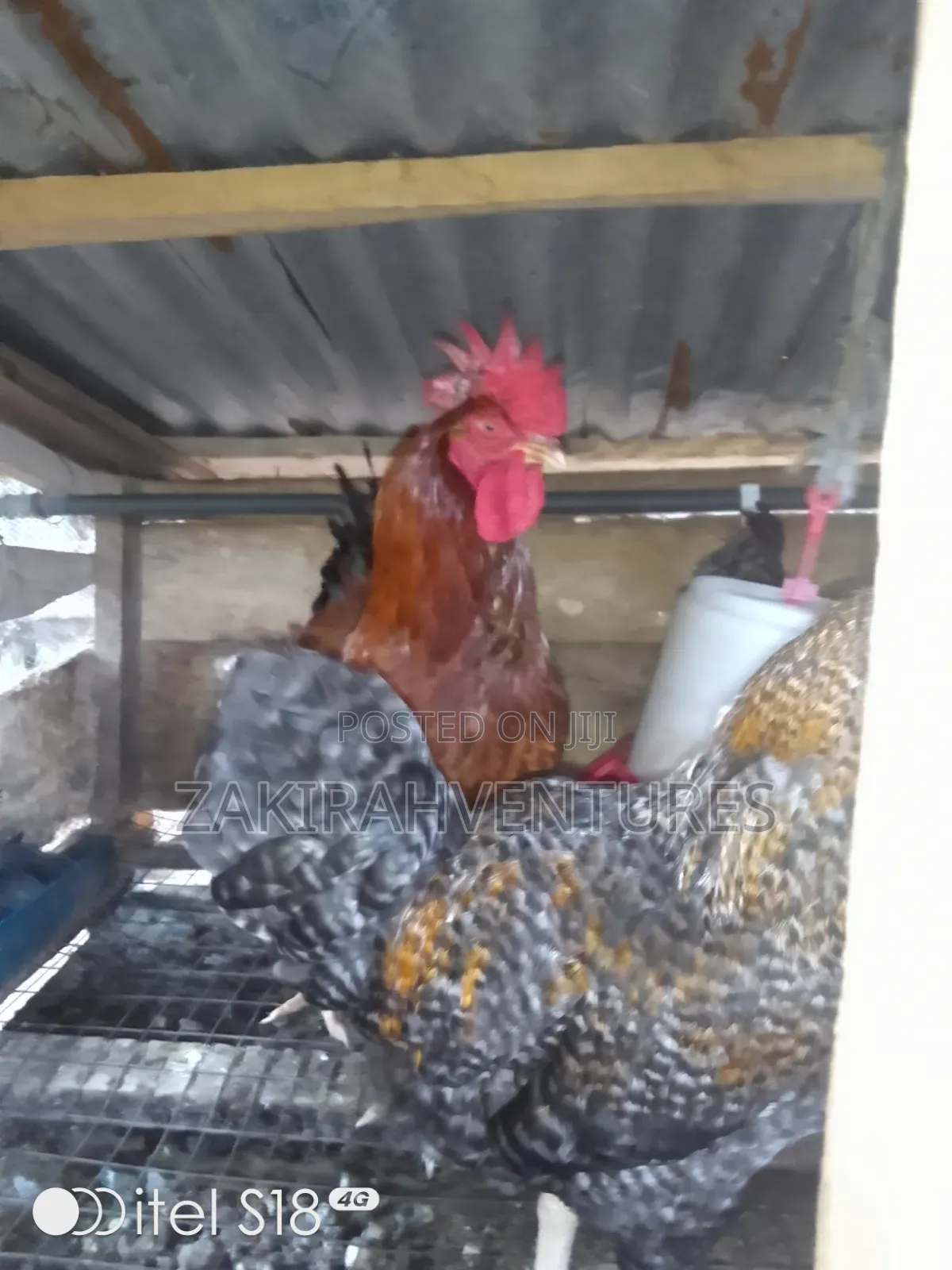 Noiler Chicken