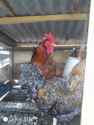 Noiler Chicken