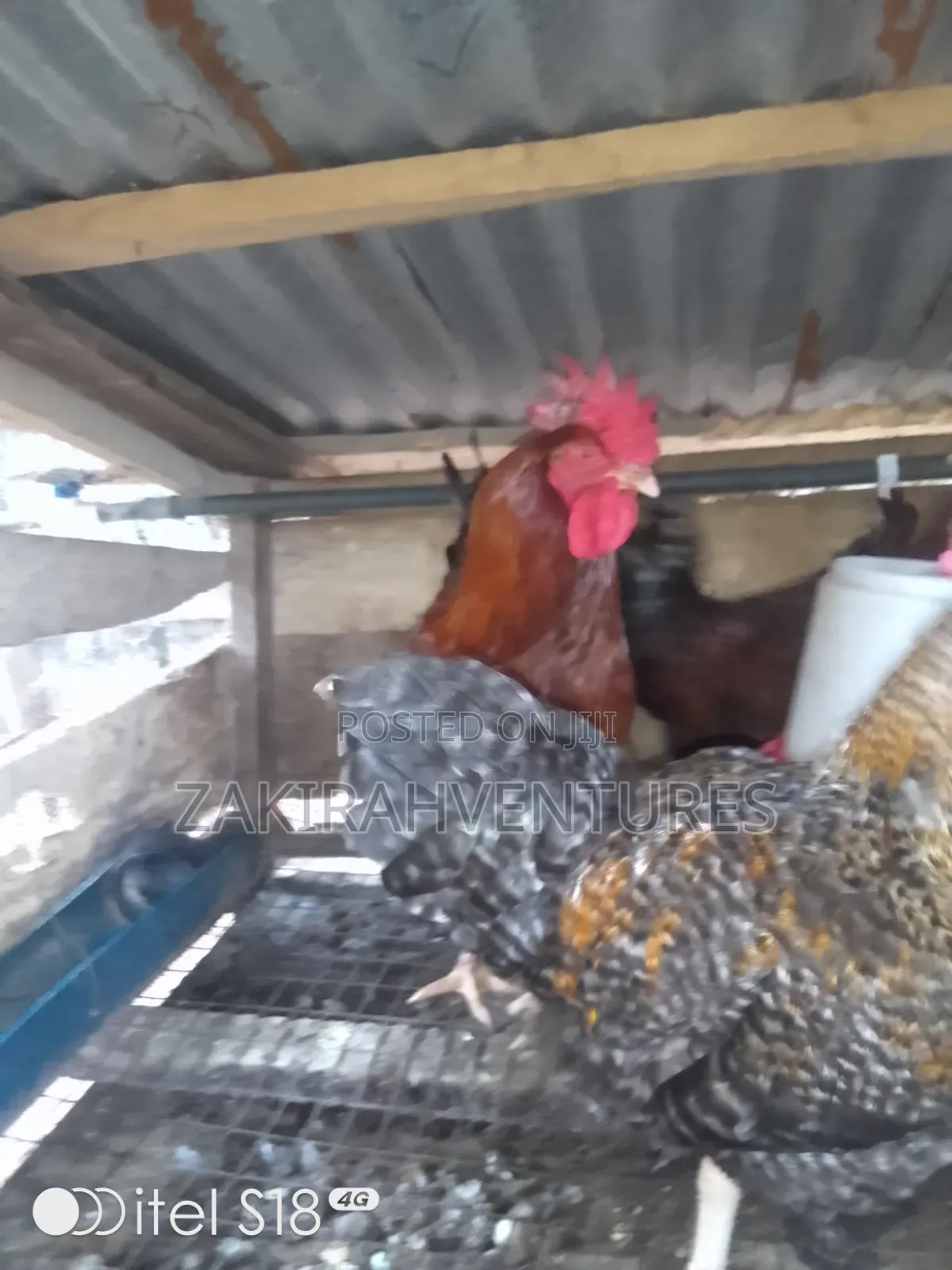 Noiler Chicken
