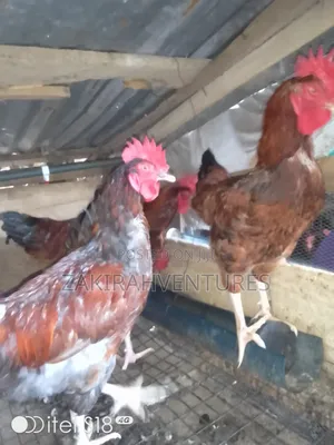 Noiler Chicken