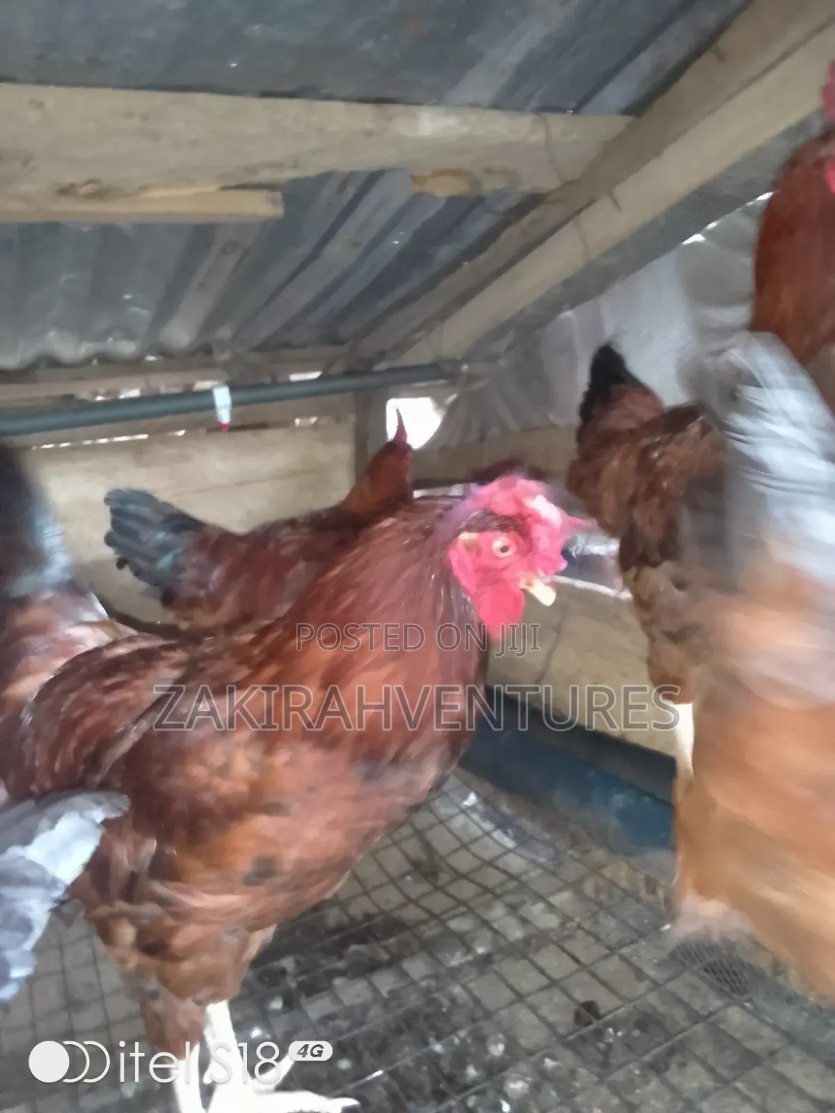 Noiler Chicken