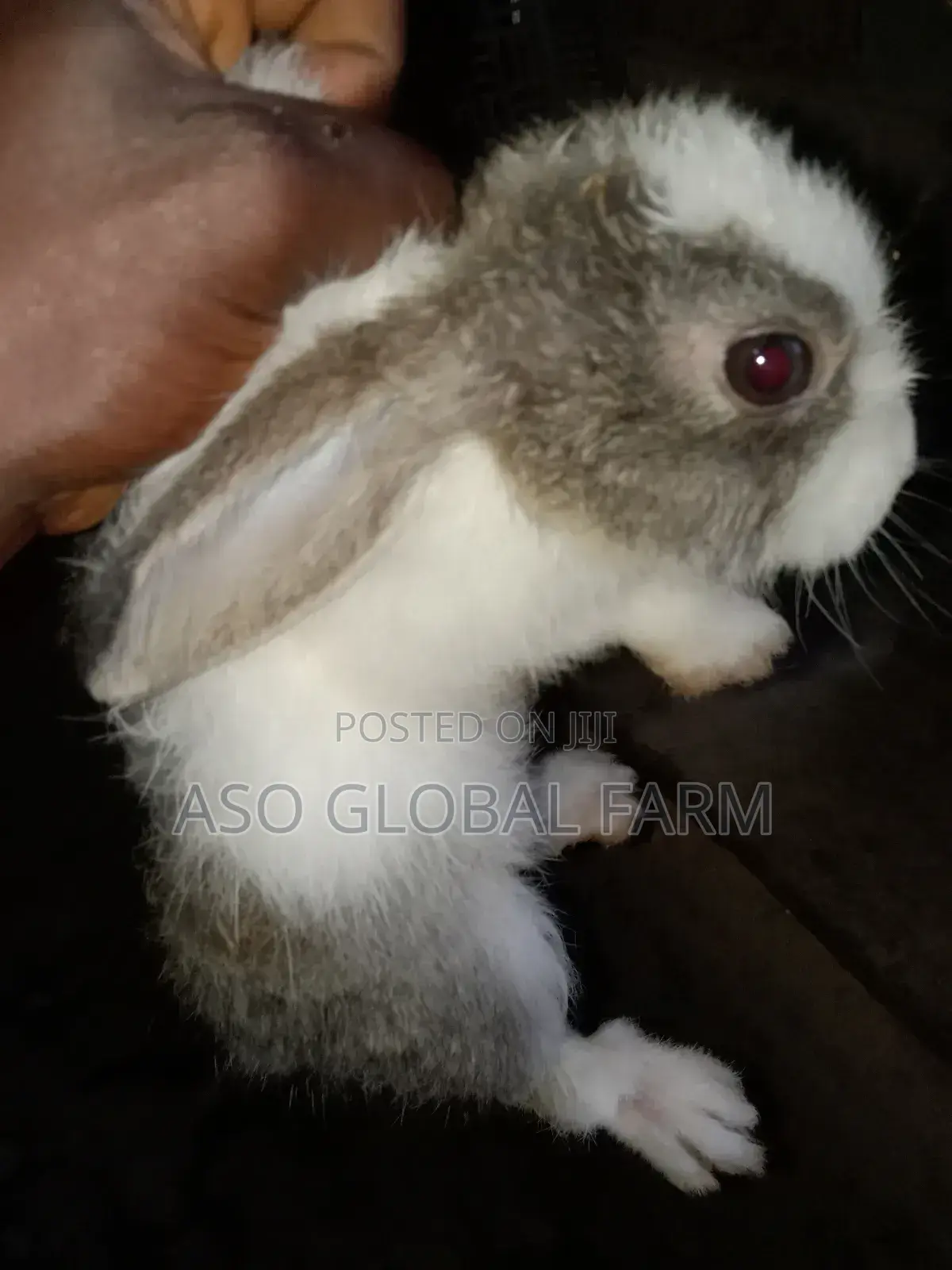 Six Weeks Old Rabbit and Three Months Old Rabbit