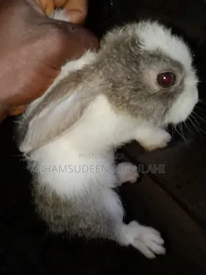 Six Weeks Old Rabbit and Three Months Old Rabbit