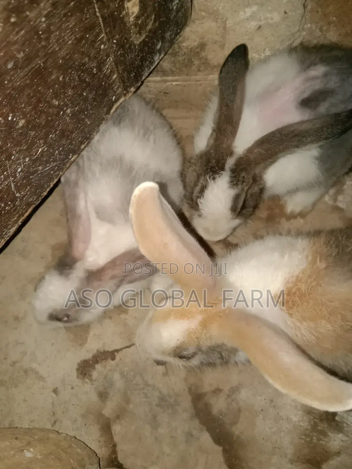 Six Weeks Old Rabbit and Three Months Old Rabbit