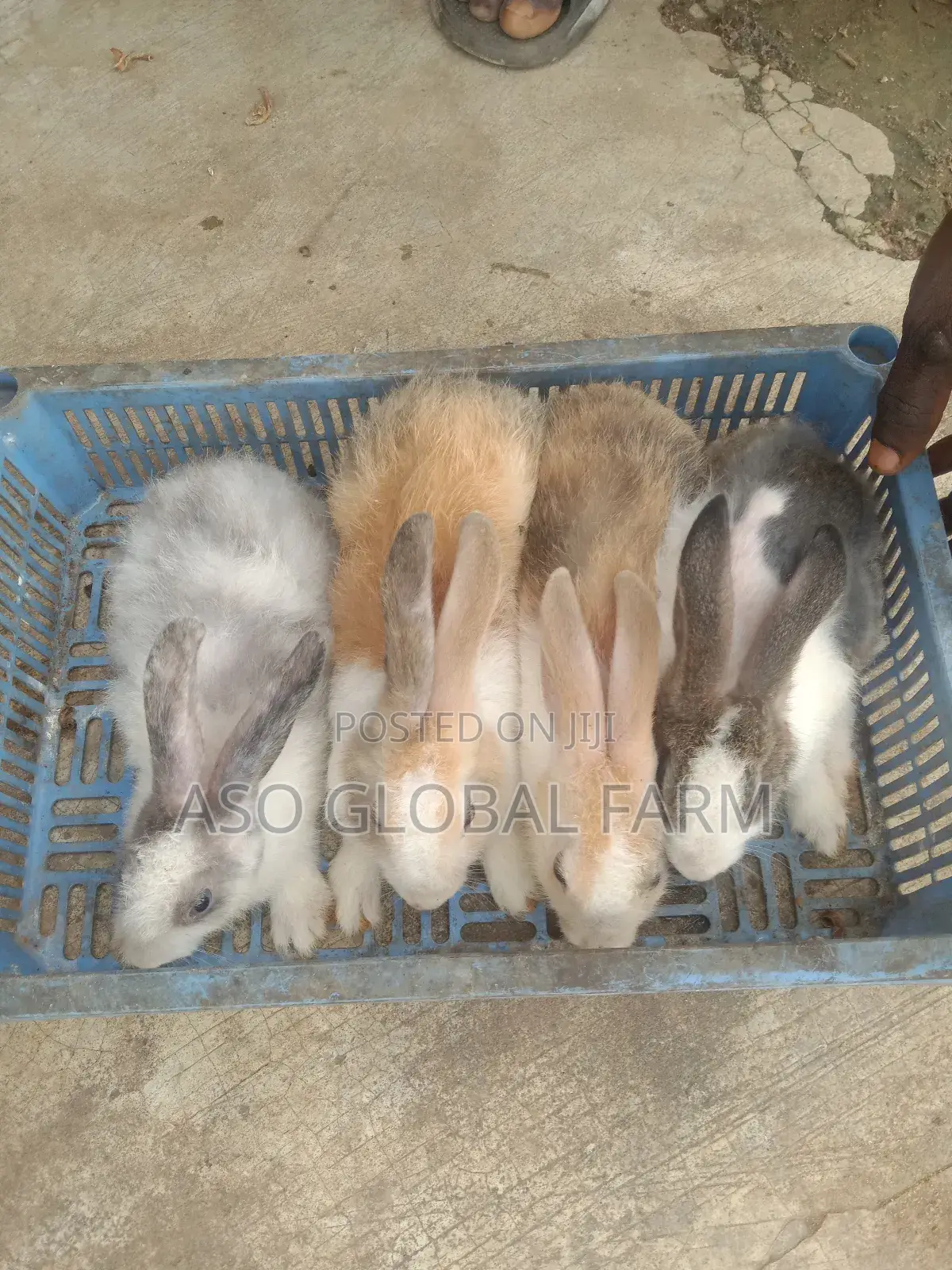 Six Weeks Old Rabbit and Three Months Old Rabbit