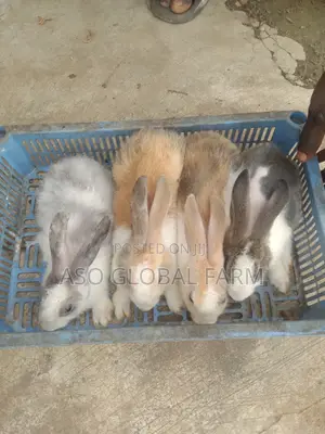 Six Weeks Old Rabbit and Three Months Old Rabbit