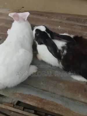 Six Weeks Old Rabbit and Three Months Old Rabbit
