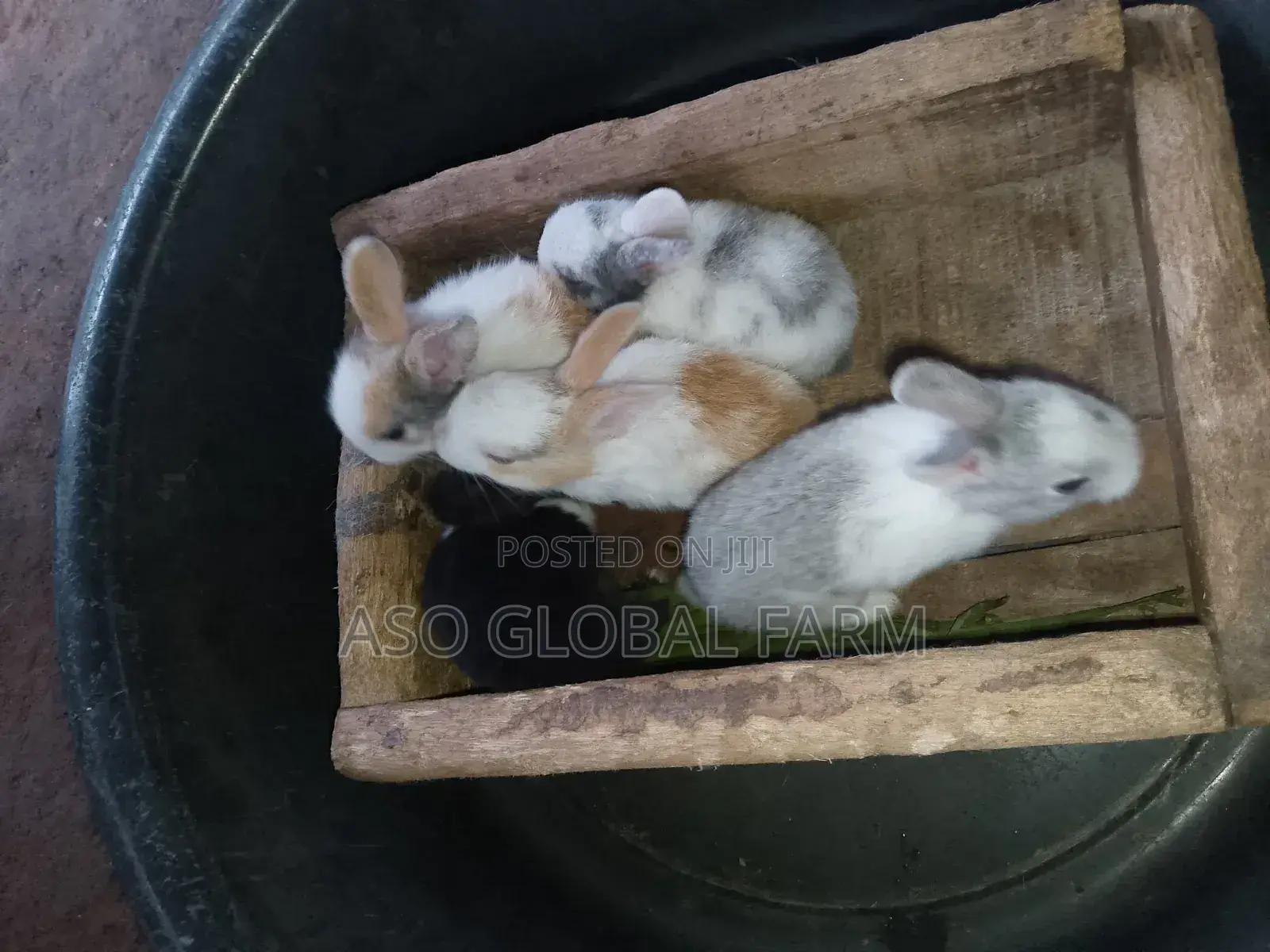Six Weeks Old Rabbit and Three Months Old Rabbit