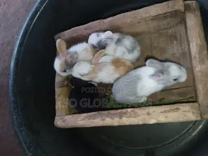 Six Weeks Old Rabbit and Three Months Old Rabbit