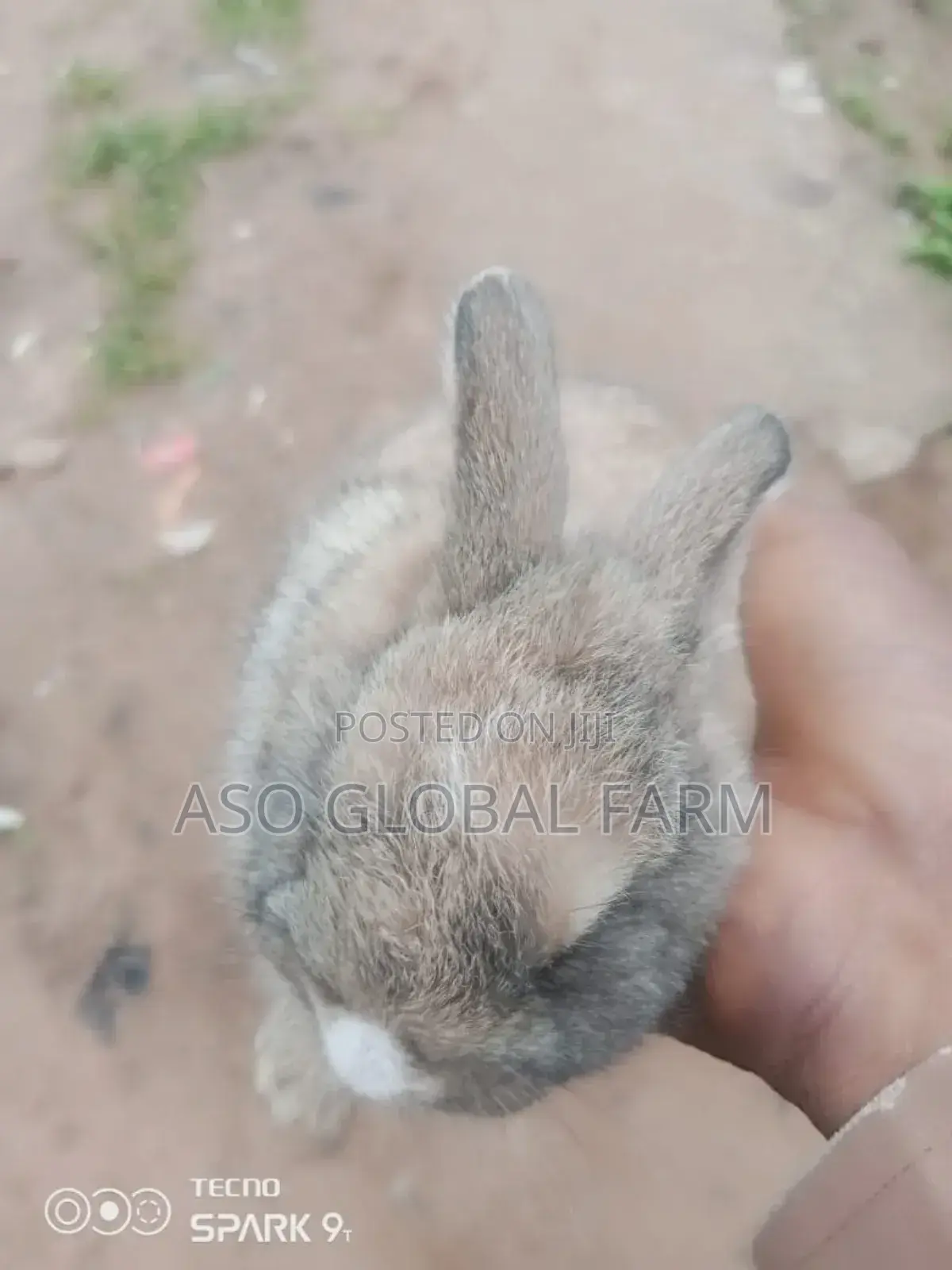 Six Weeks Old Rabbit and Three Months Old Rabbit
