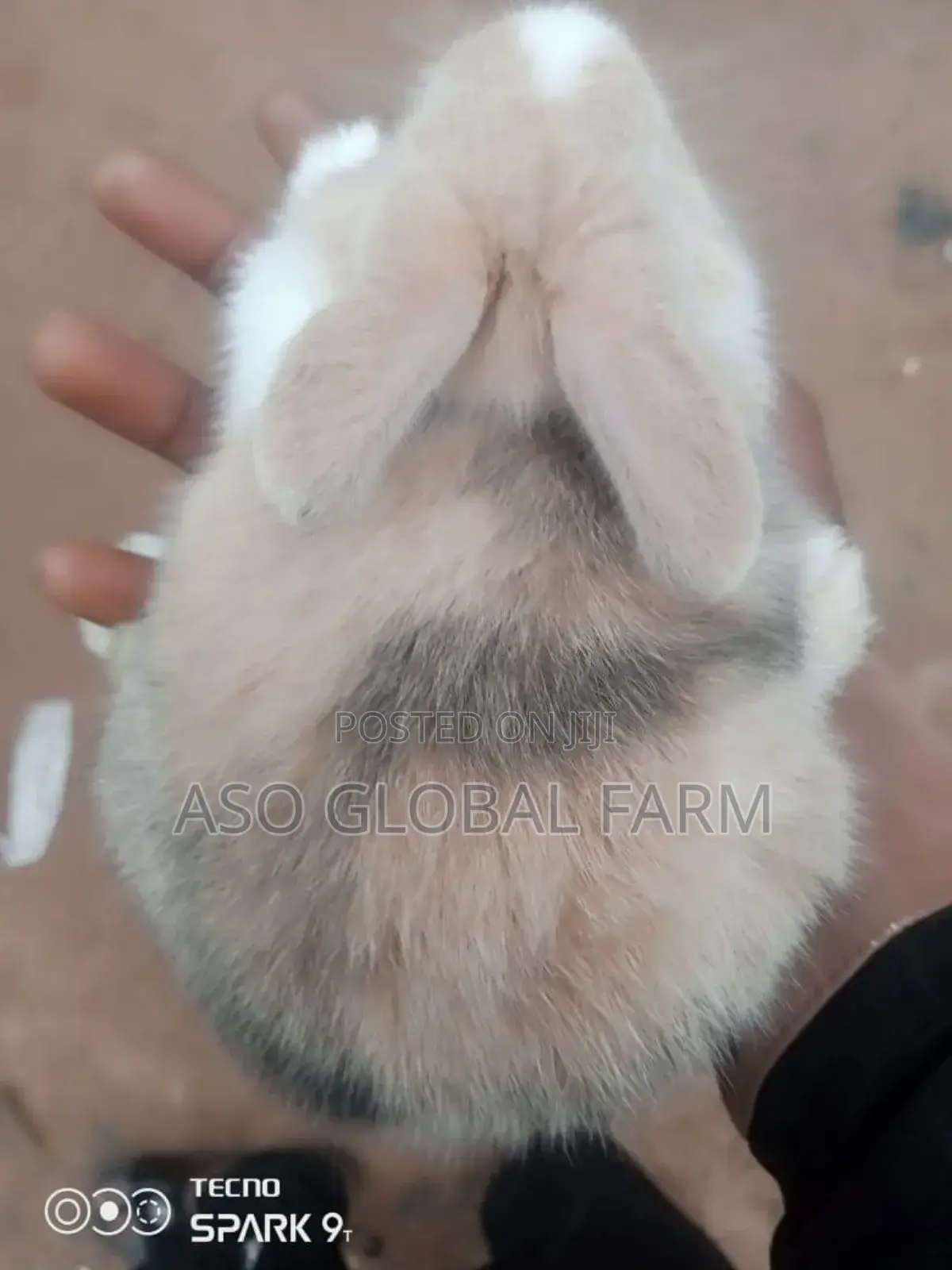 Six Weeks Old Rabbit and Three Months Old Rabbit