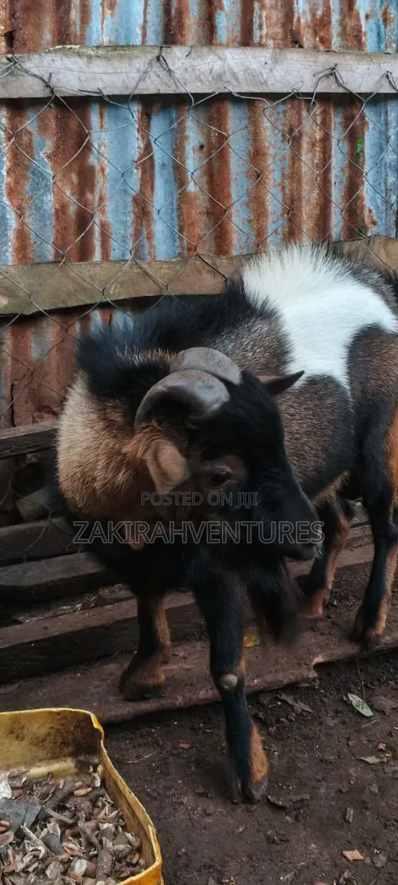 Big He Goat