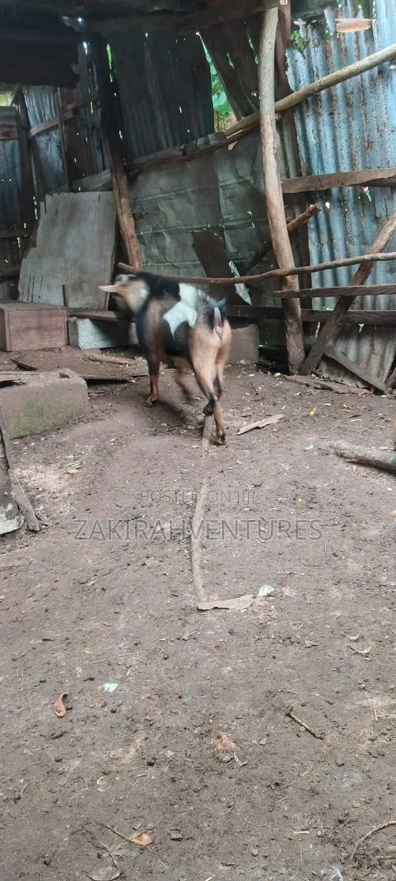 Big He Goat