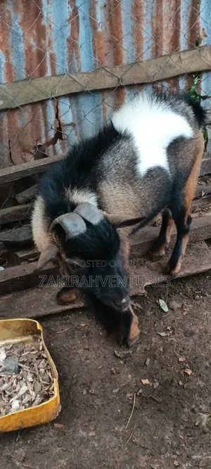 Big He Goat