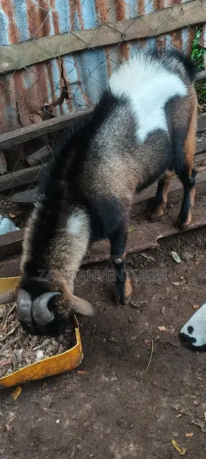 Big He Goat