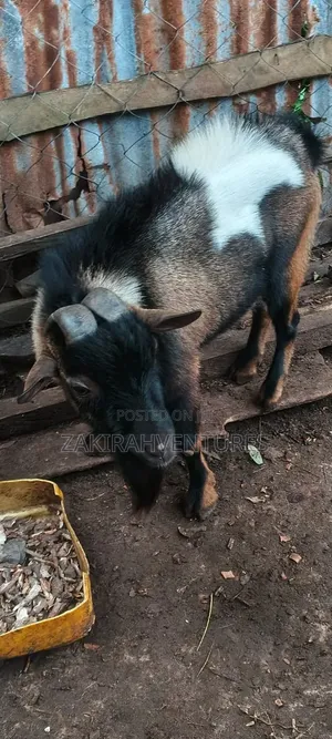 Big He Goat
