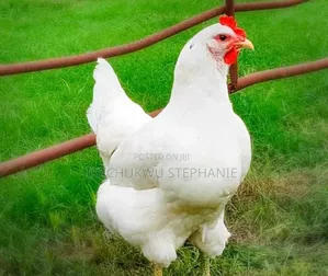Chicken Broiler