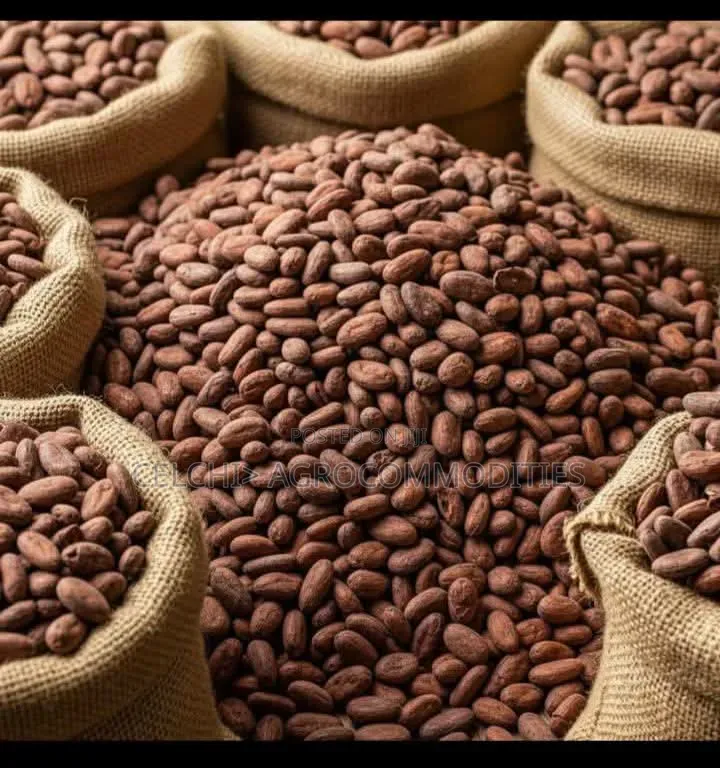 Well Dried Cocoa Beans