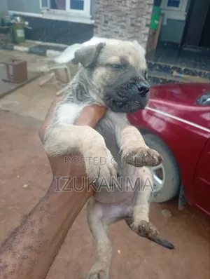 1-3 months Male Mixed Breed Boerboel