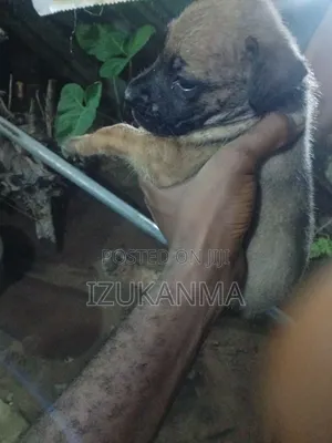 1-3 months Male Mixed Breed Boerboel