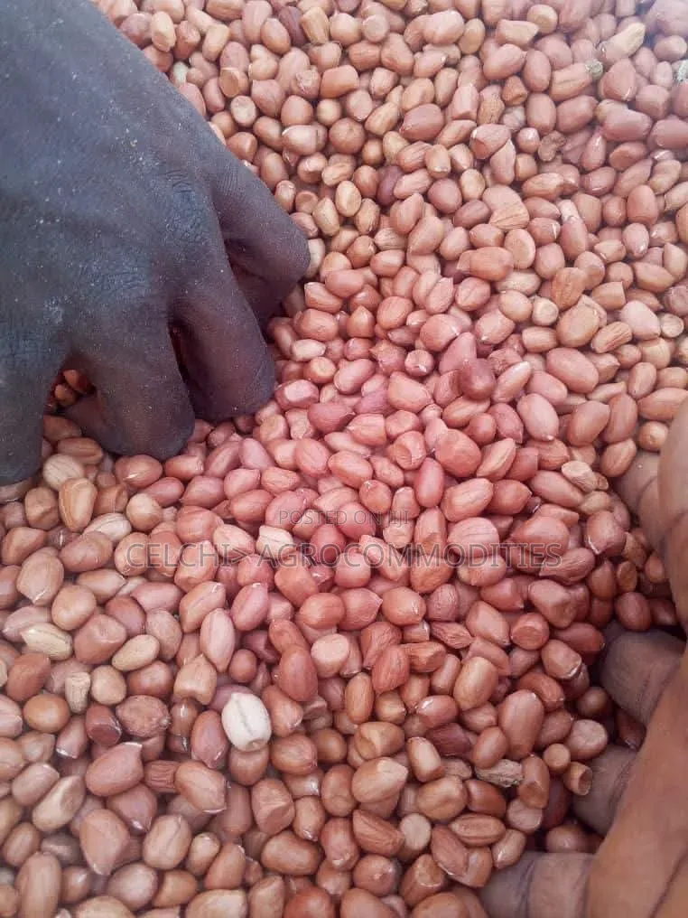 Clean Peanut (Groundnut) - Export and Local Bulk Supply.