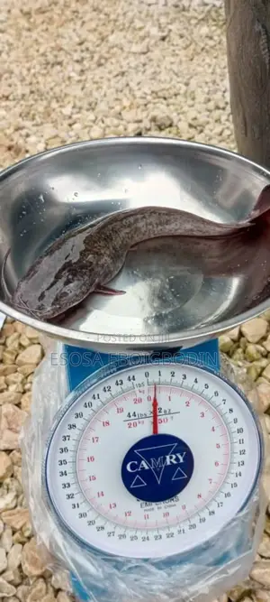 Catfish for Sale
