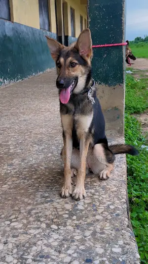 6-12 months Female Purebred German Shepherd
