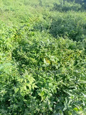 9,270sqm Commercial Land at Wuye