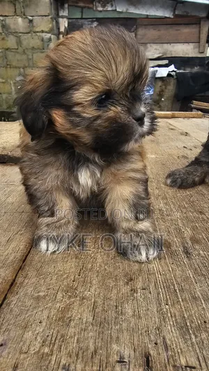 1-3 months Male Purebred Lhasa Apso