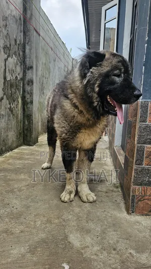 1+ year Male Purebred Caucasian Shepherd
