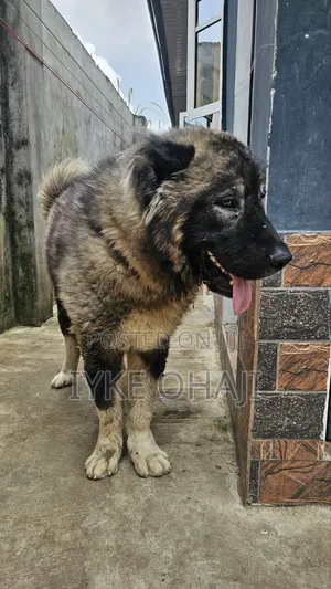 1+ year Male Purebred Caucasian Shepherd
