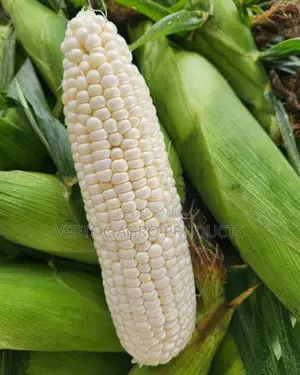 Fresh White Corn (100Kg Bag for NGN 49,000)