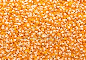 Fresh Yellow Corn (100Kg Bag for NGN 49,000) YELLOW