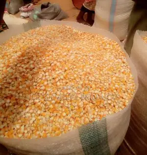 Fresh Yellow Corn (100Kg Bag for NGN 49,000) YELLOW