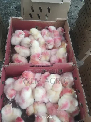 A Day Old Cockrael