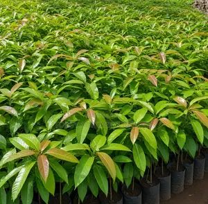 Mango Seedlings