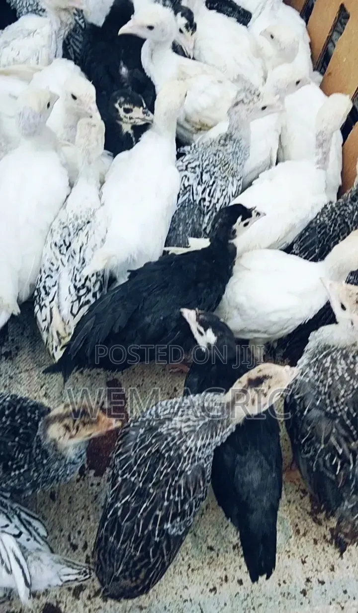 4 6 Weeks Local Turkeys