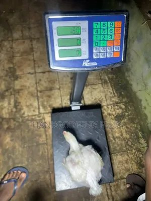 I Have 3months Plus Catfish and 4weeks Birds for Sale