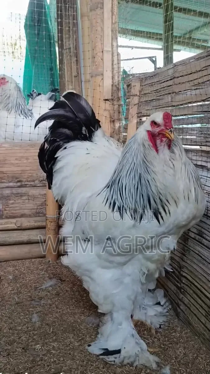 A Day Old Brahma Chicks