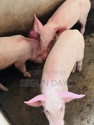 Landrace Pig