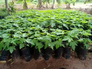 Pawpaw Seedlings