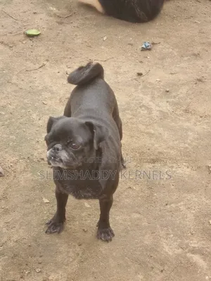 1+ year Female Purebred Pug