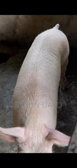 Quality Pig Available at Owode Ede