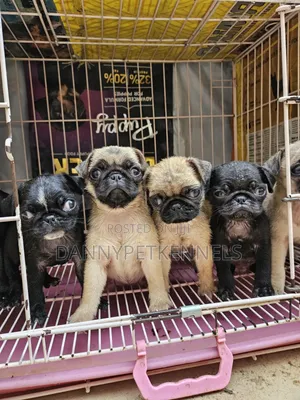 1-3 months Female Purebred Pug
