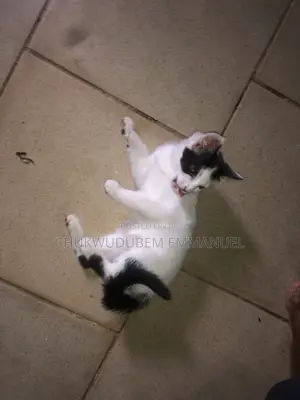 1-3 months Female Purebred American Shorthair