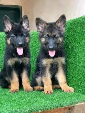 1-3 months Female Purebred German Shepherd