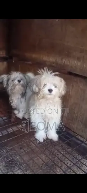 1-3 months Female Purebred Lhasa Apso