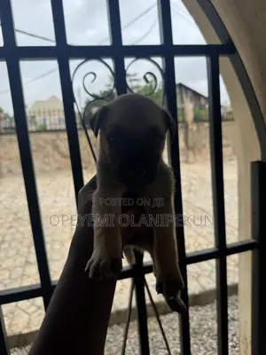 0-1 month Female Mixed Breed German Shepherd