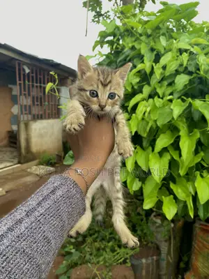 0-1 month Female Mixed Breed American Shorthair