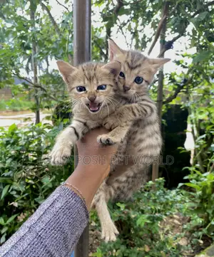 0-1 month Female Mixed Breed American Shorthair